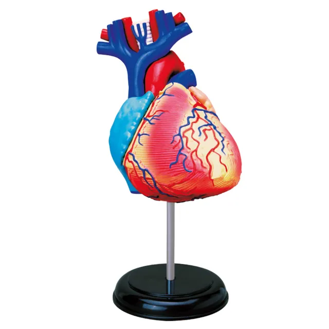 explora-exp-rience-anatomie-c-ur-mod-le-31-pi-ces-8-ans image 1