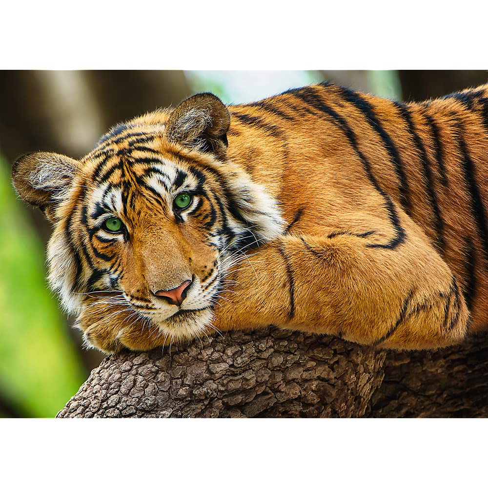 trefl-red-portrait-tigre-puzzle-500-pi-ces-animaux image 2