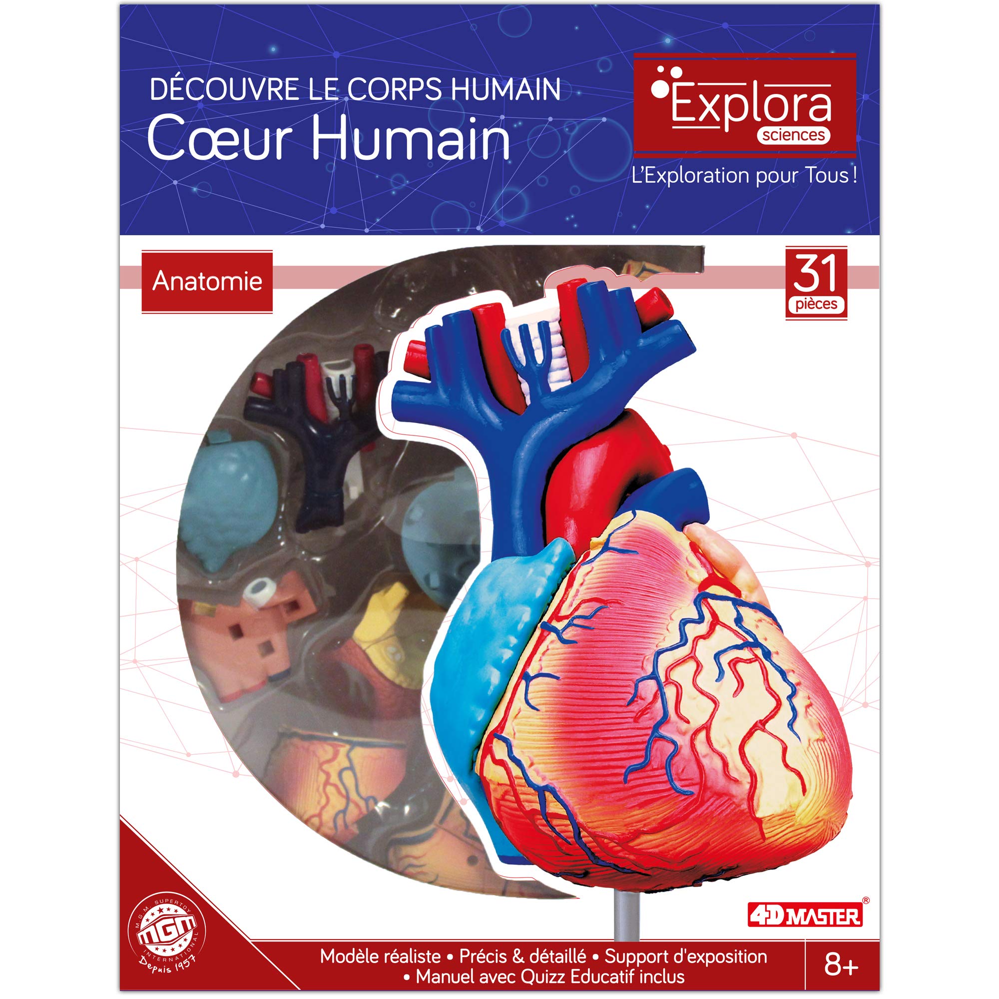 explora-exp-rience-anatomie-c-ur-mod-le-31-pi-ces-8-ans image 2