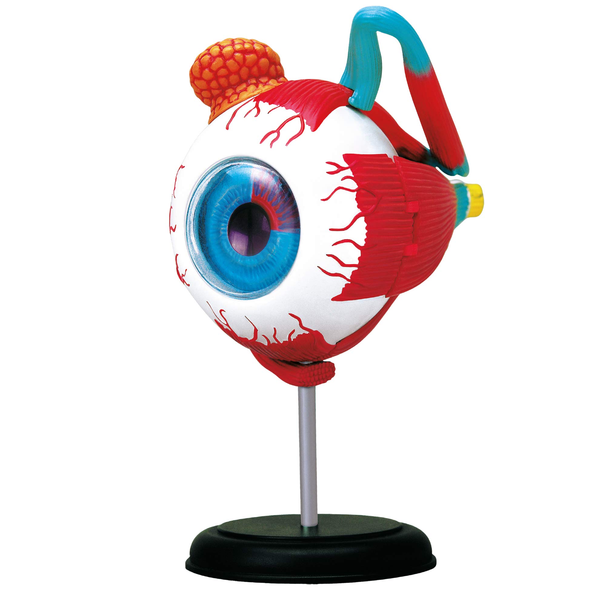 explora-exp-rience-anatomie-c-ur-mod-le-31-pi-ces-8-ans image 5