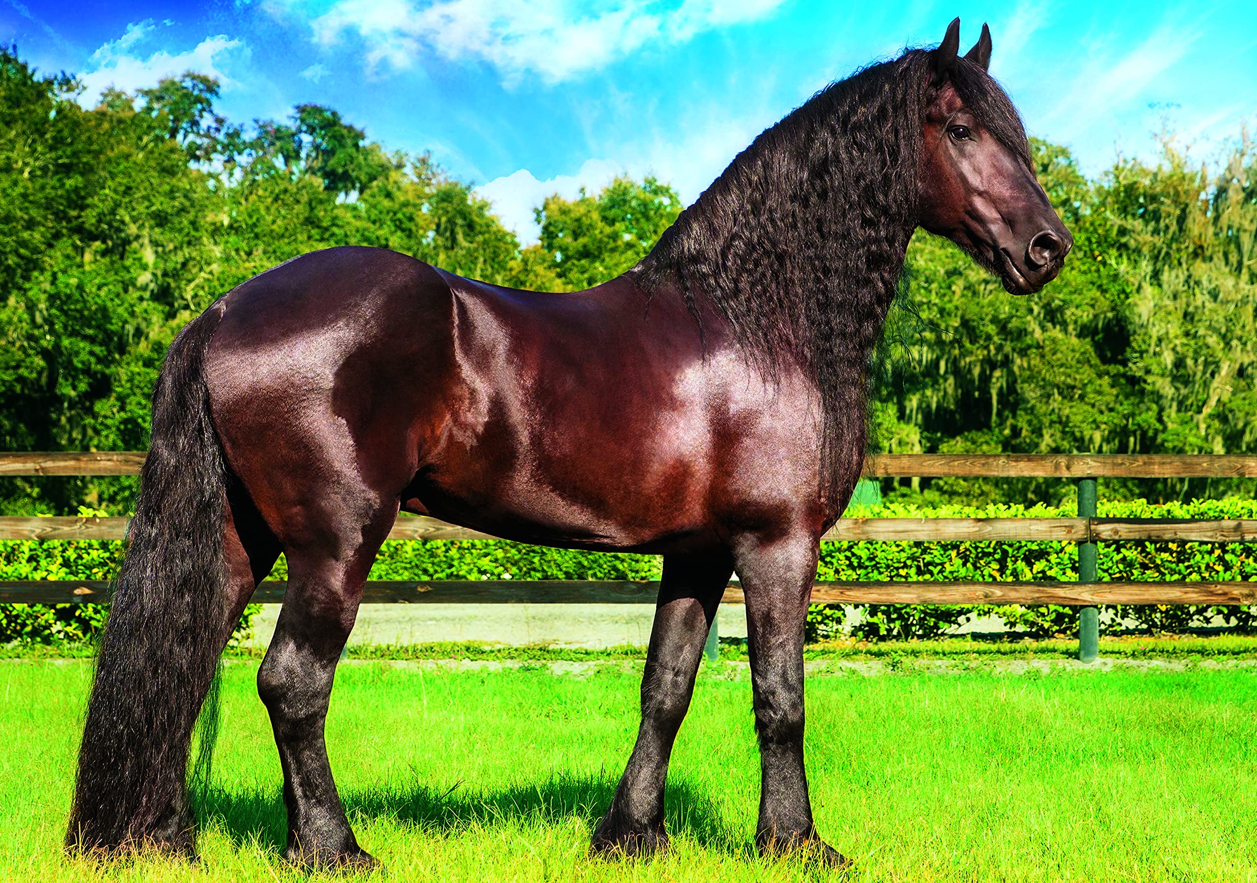 trefl-red-cheval-frison-puzzle-1000-pi-ces-colle image 2