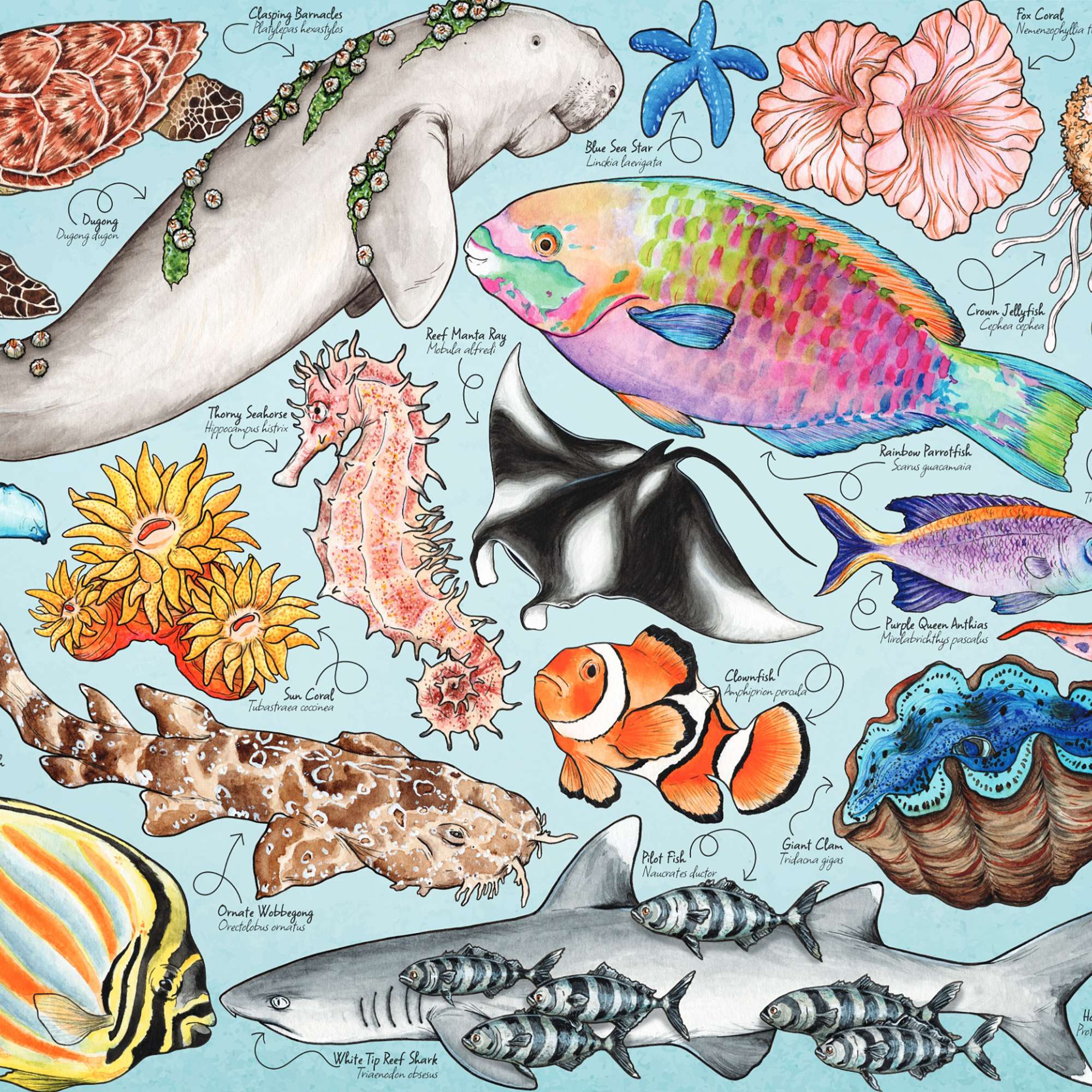house-of-puzzles-great-barrier-reef-puzzle-1000-pi-ces-r-cif image 3