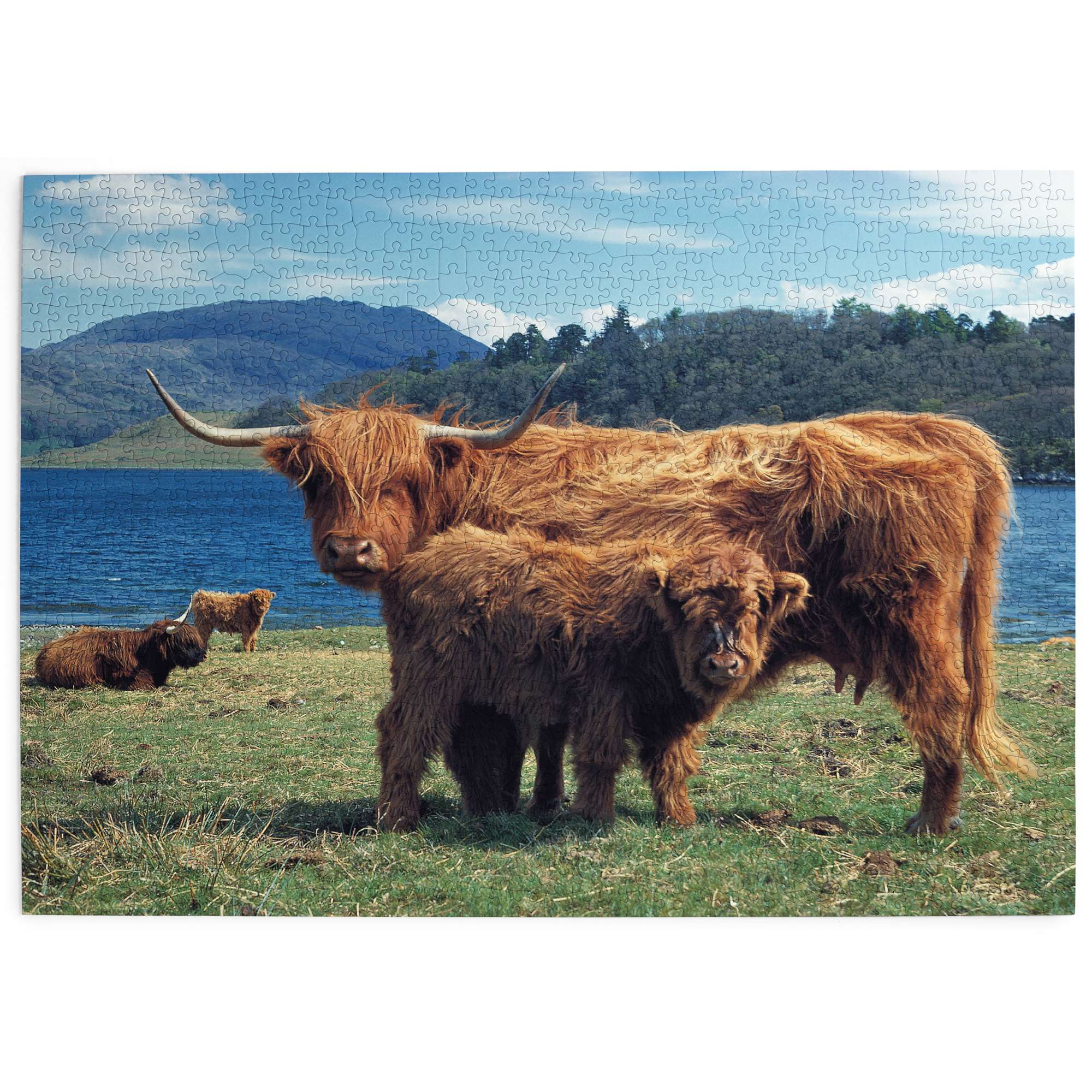 house-of-puzzles-highlanders-puzzle-1000-pi-ces-cosse image 2