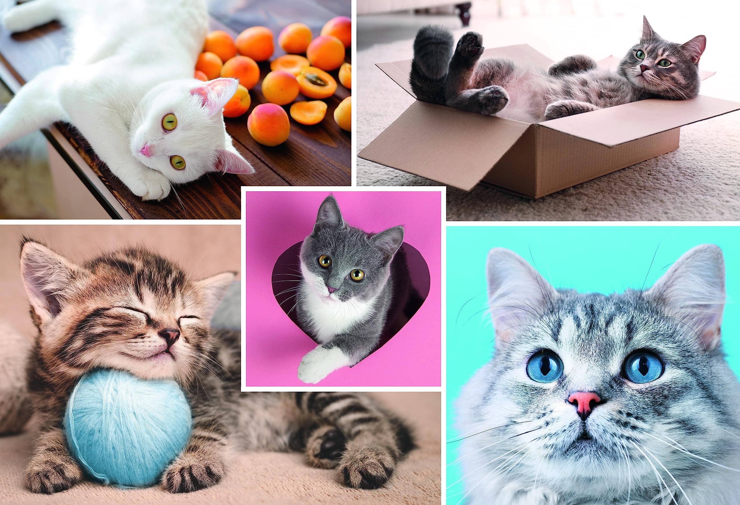trefl-26180-beaux-chats-set-puzzle-colle-2-en-1 image 2