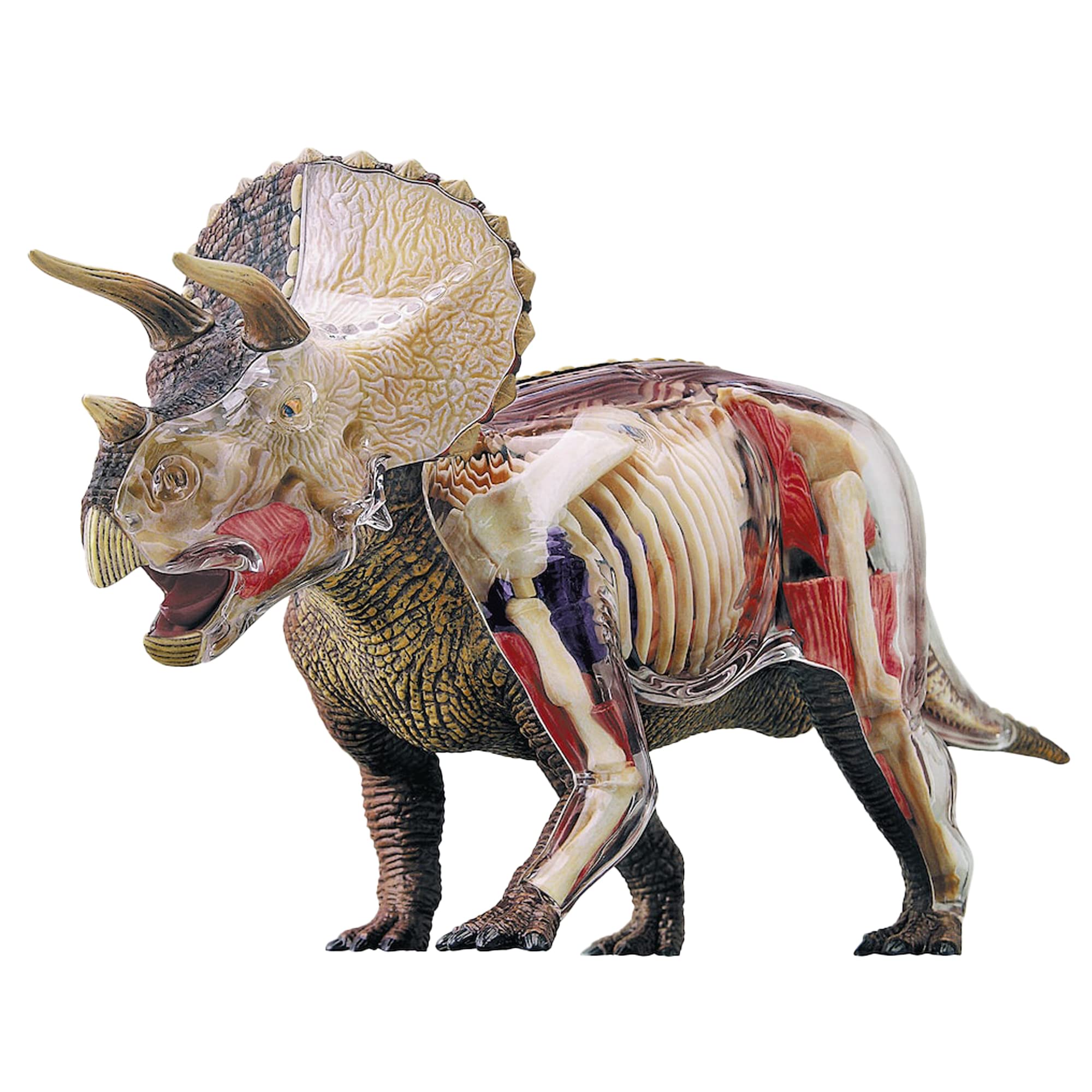 explora-kit-de-d-couverte-t-rex-maquette-36-pi-ces-tyrannosaure image 6