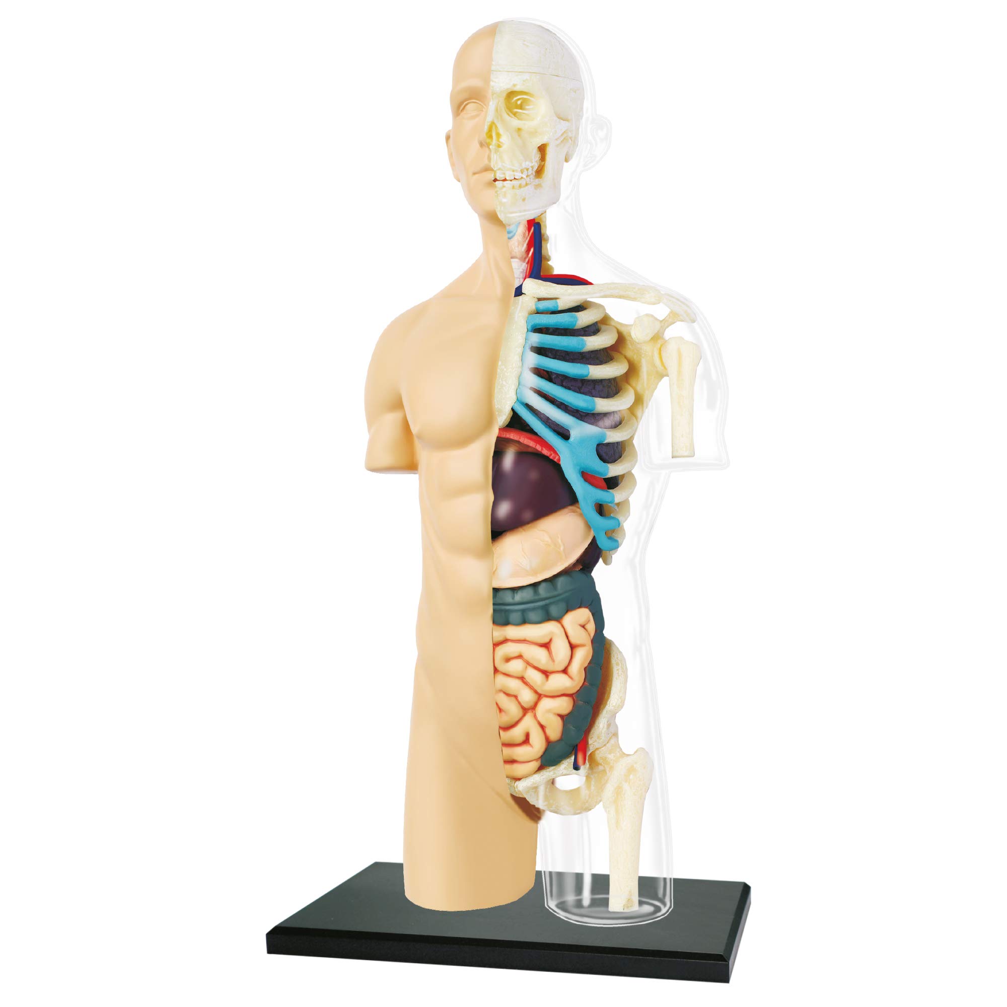 explora-exp-rience-anatomie-c-ur-mod-le-31-pi-ces-8-ans image 7