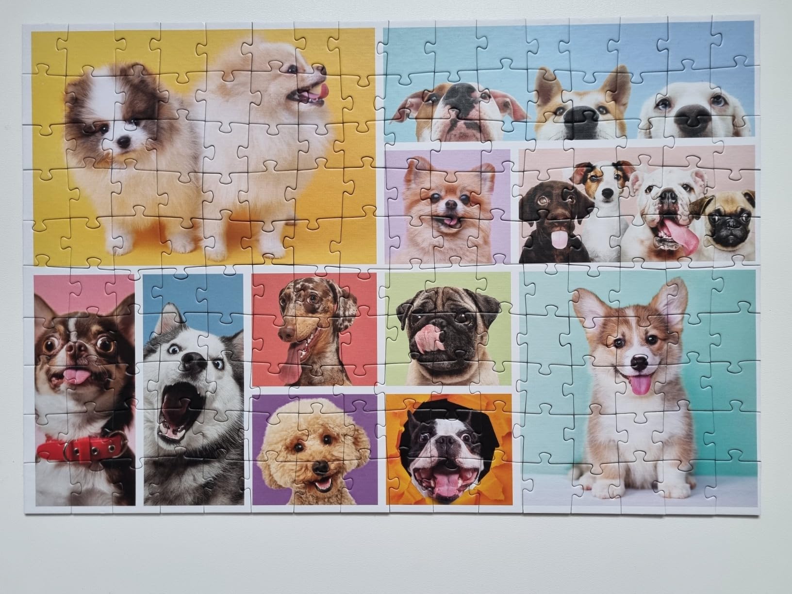 Chiens mignons