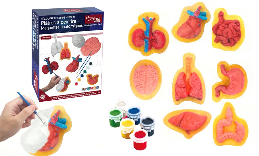explora-organes-en-pl-tre-peindre-kit-8-pi-ces-anatomie-4-ans image 2