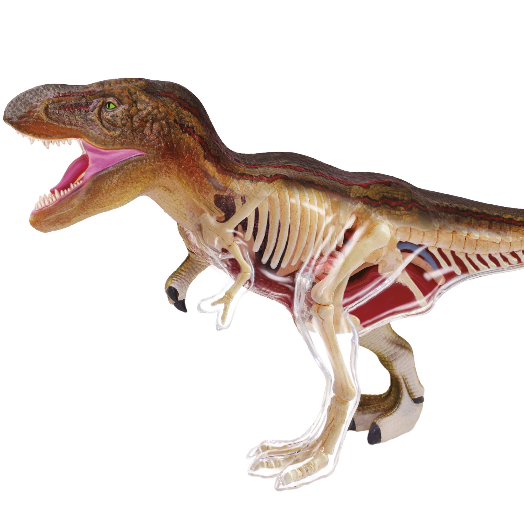 explora-kit-de-d-couverte-t-rex-maquette-36-pi-ces-tyrannosaure image 3