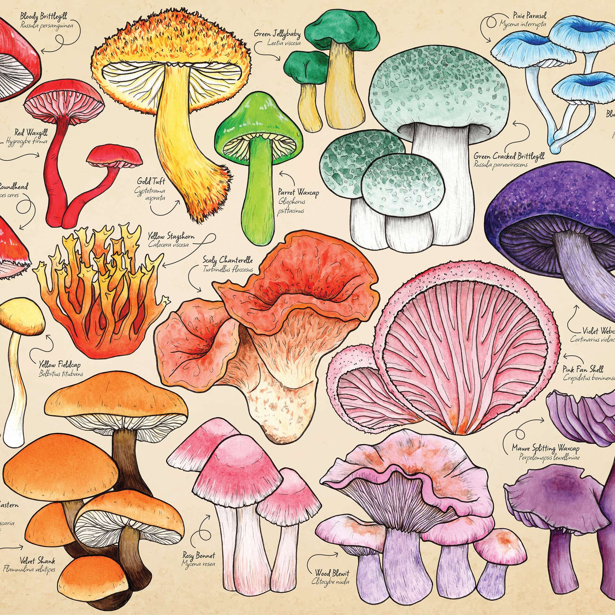 house-of-puzzles-mushroom-mania-puzzle-150-pi-ces-tube-champignons image 3
