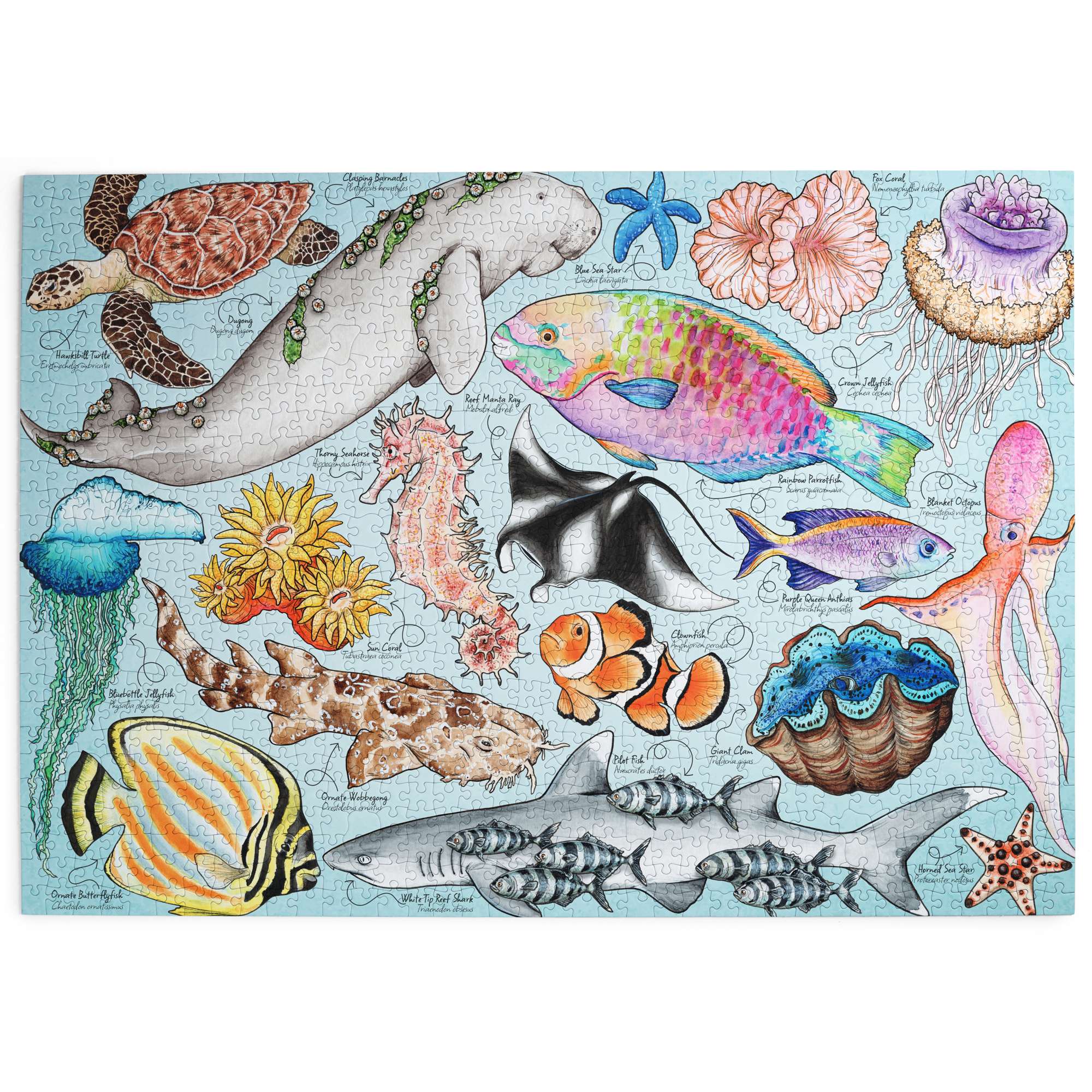 house-of-puzzles-great-barrier-reef-puzzle-1000-pi-ces-r-cif image 2