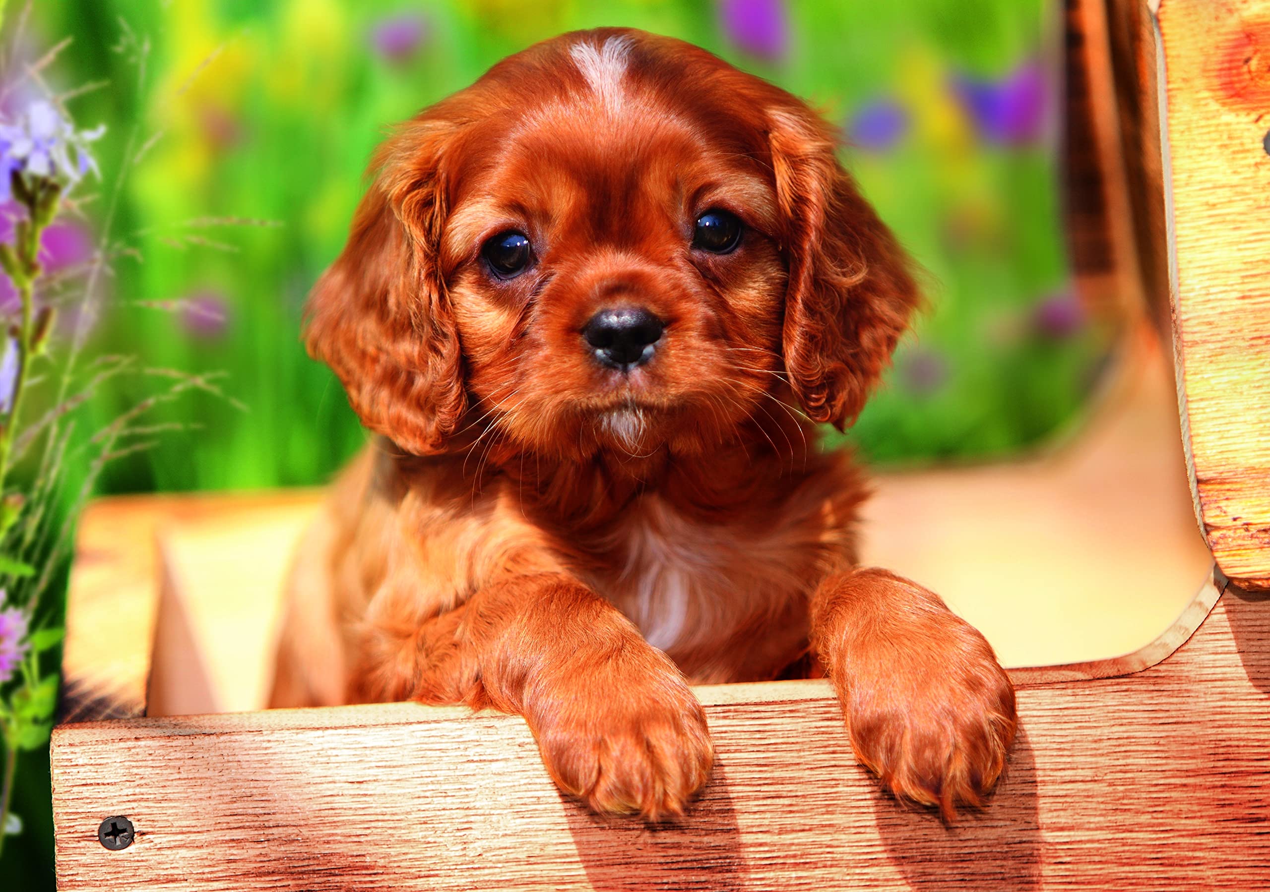 trefl-10652-petit-chiot-set-puzzle-colle-2-en-1 image 2