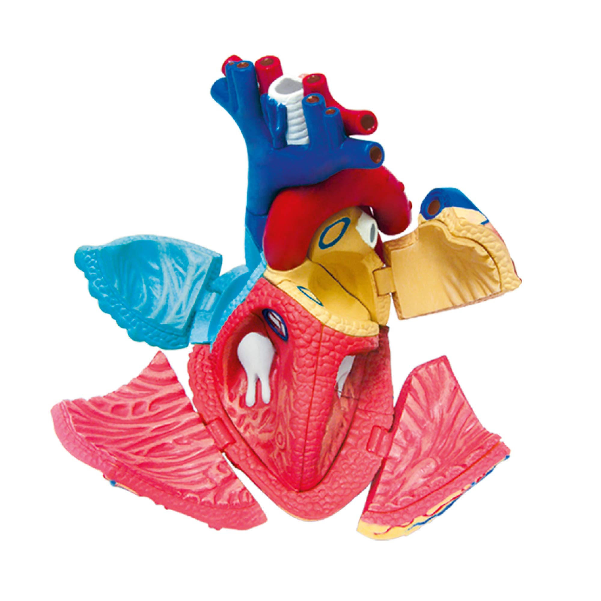explora-exp-rience-anatomie-c-ur-mod-le-31-pi-ces-8-ans image 3