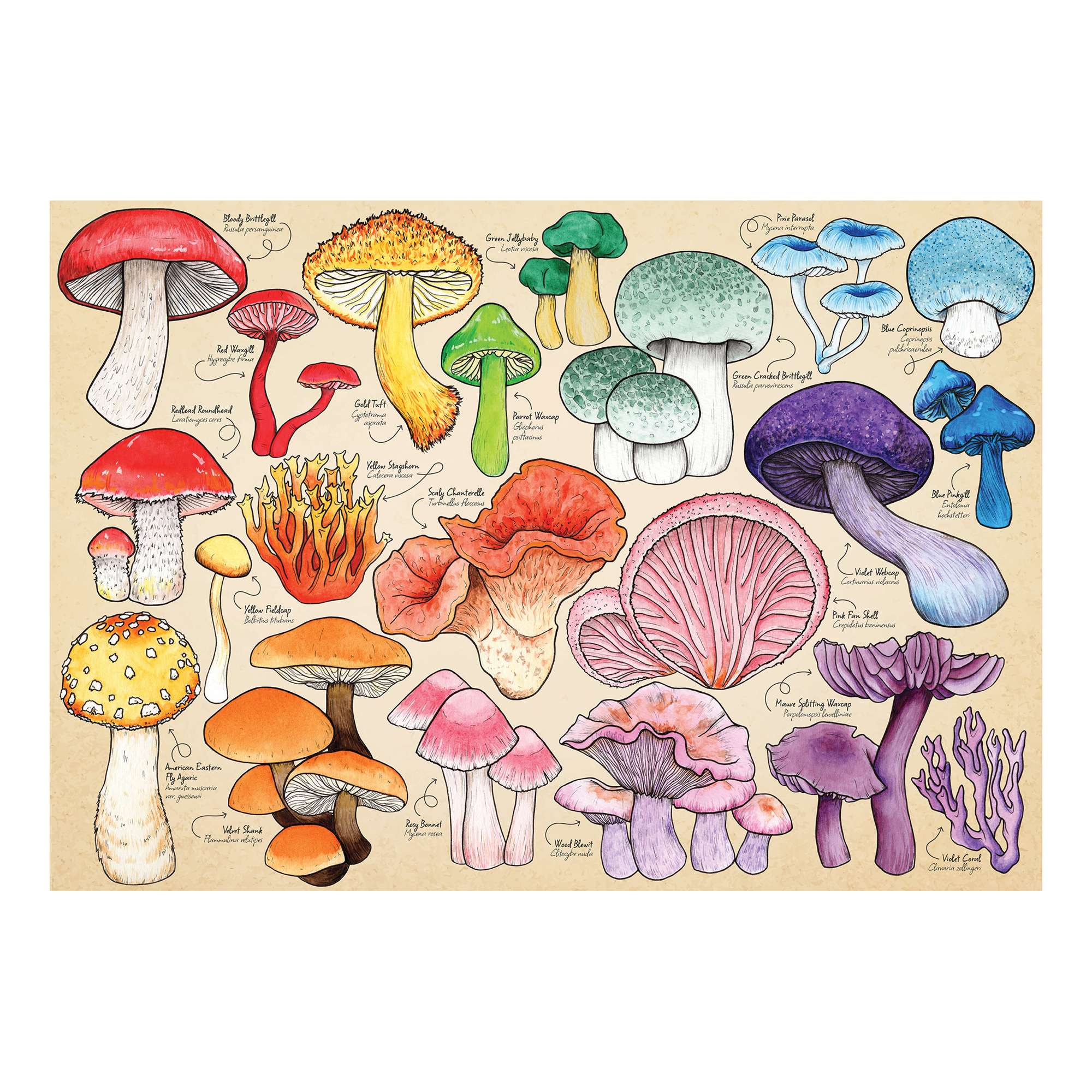 house-of-puzzles-mushroom-mania-puzzle-150-pi-ces-tube-champignons image 2