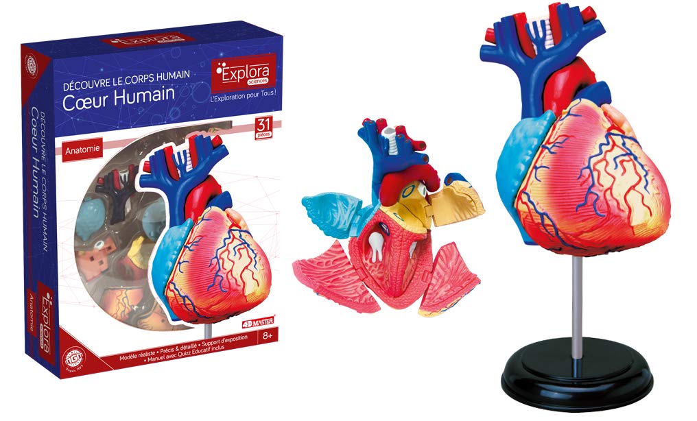explora-exp-rience-anatomie-c-ur-mod-le-31-pi-ces-8-ans image 4
