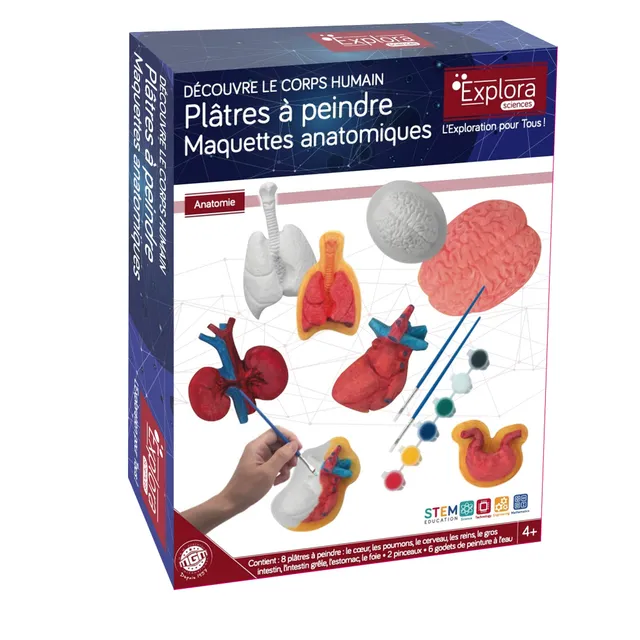 explora-organes-en-pl-tre-peindre-kit-8-pi-ces-anatomie-4-ans image 1