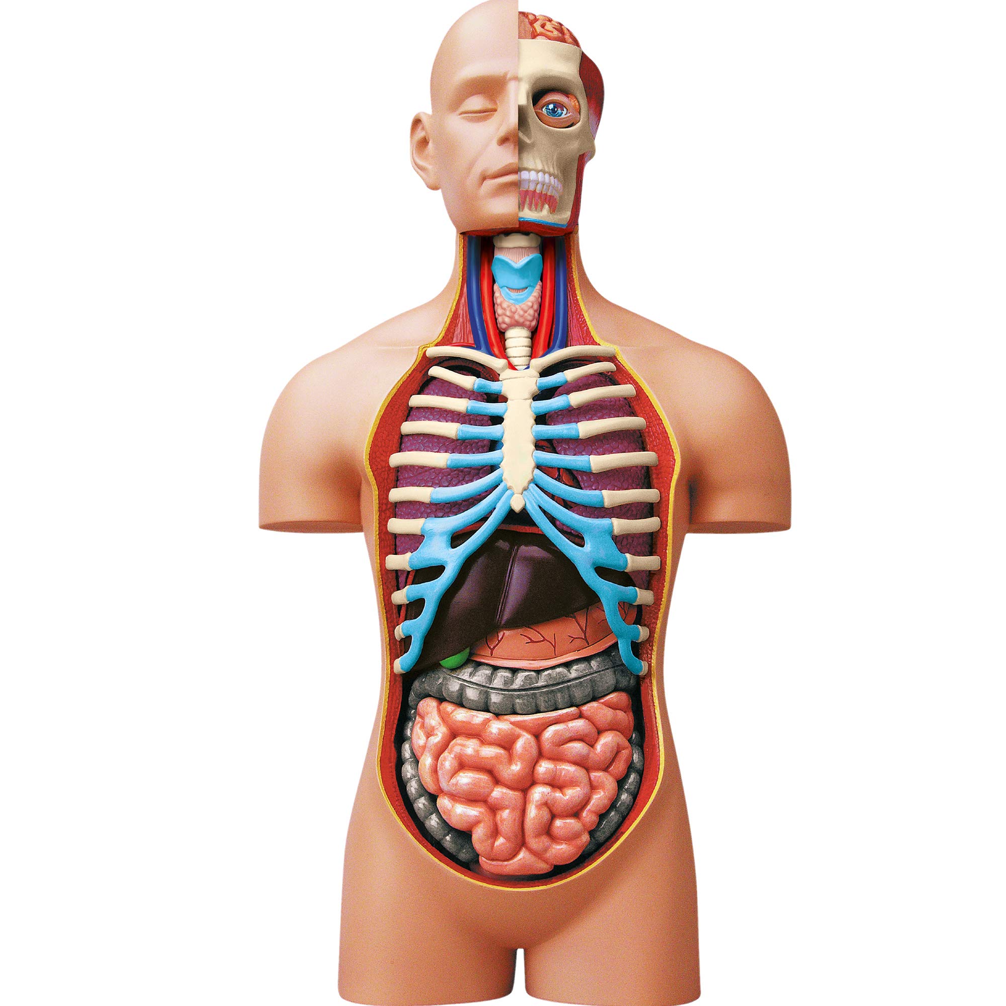 explora-exp-rience-anatomie-c-ur-mod-le-31-pi-ces-8-ans image 8